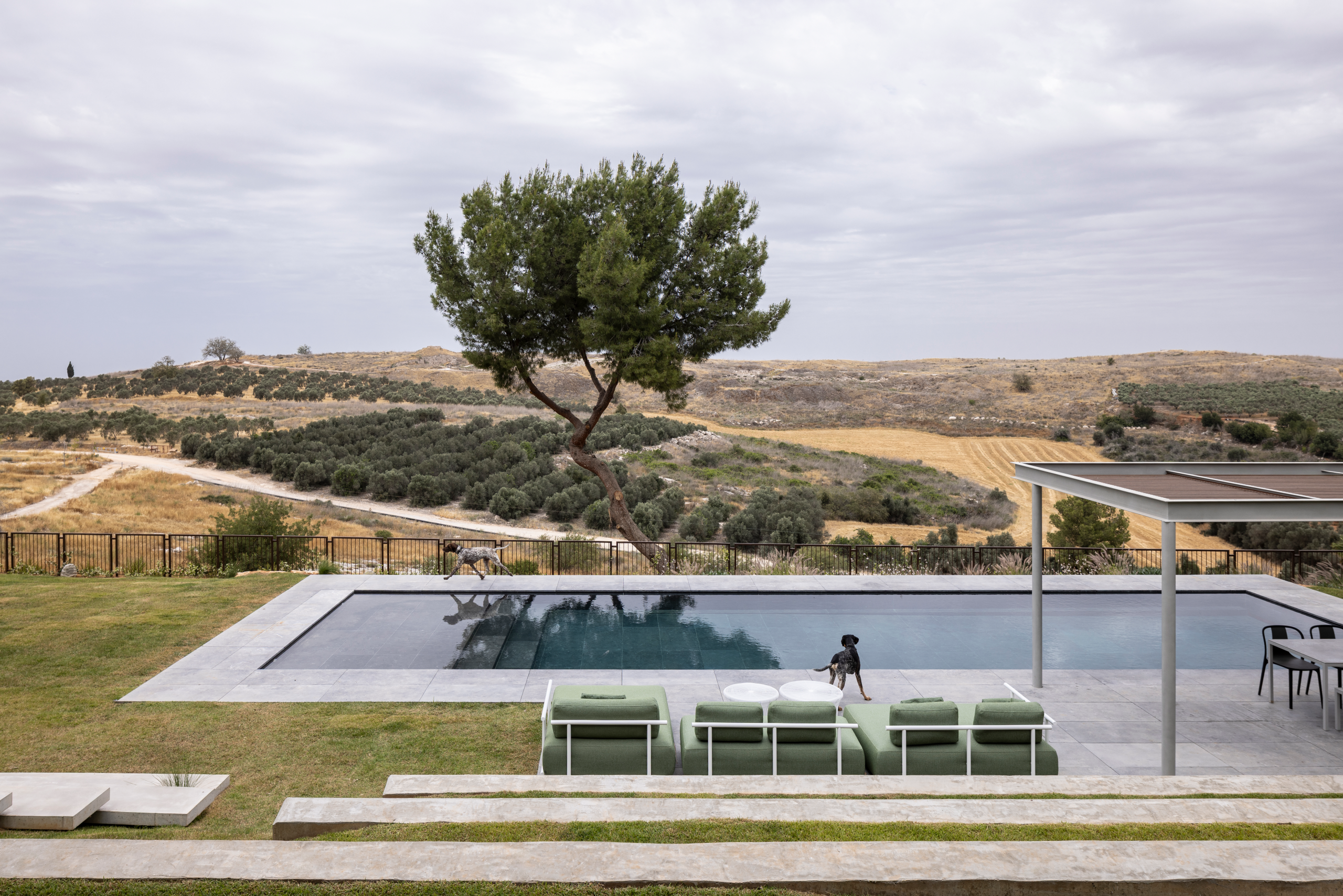 בריכת שחיה כלבים